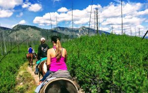 Montana horse trip