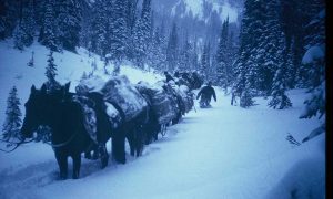 Pack train in snow